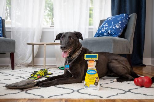 Show full view: Carbona Oxy Powered Dog & Cat Stain & Odor Remover, 22-fl oz bottle slide 5 of 6