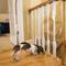 Show in main carousel: Cardinal Gates Indoor Banister Dog & Cat Shield Protector, Clear slide 3 of 4