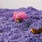 Show in main carousel: Carefresh Colorful Creations Small Animal Bedding, Purple, 50-L slide 4 of 7