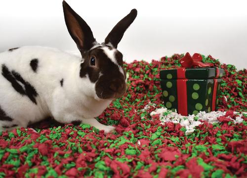 Show full view: Carefresh Holiday Small Animal Bedding, 23-L slide 4 of 7