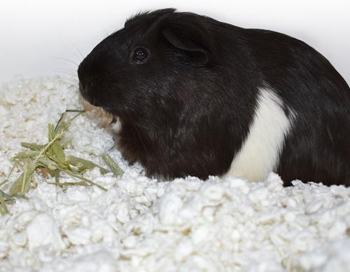 Show full view: Carefresh Small Animal Nesting, White, 23-L slide 4 of 8