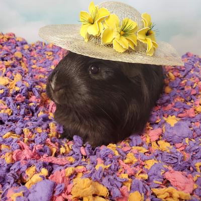 Show full view: Carefresh Small Pet Bedding, Beach Party, 50-L slide 5 of 7