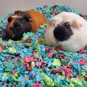 Carefresh Special Edition Small Animal Bedding, Tutti Frutti, 10-L