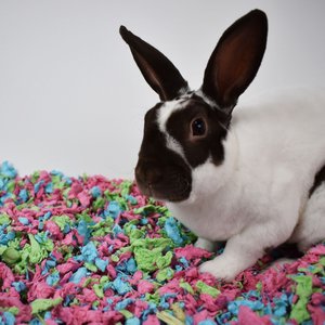 Carefresh Special Edition Small Animal Bedding, Tutti Frutti, 10-L