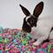 Show in main carousel: Carefresh Special Edition Small Animal Bedding, Tutti Frutti, 10-L slide 7 of 8