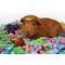 Show in main carousel: Carefresh Special Edition Small Animal Bedding, Tutti Frutti, 50-L slide 4 of 7