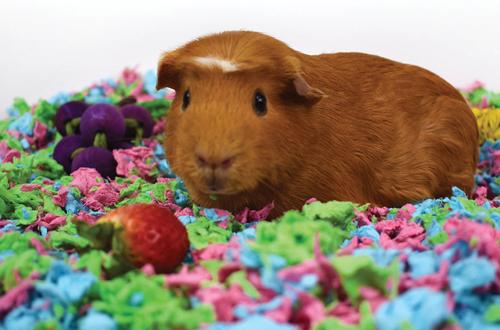 Show full view: Carefresh Special Edition Small Animal Bedding, Tutti Frutti, 50-L slide 4 of 7