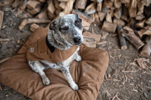 Show full view: Carhartt Chore Insulated Dog Coat, Brown, Small slide 6 of 10