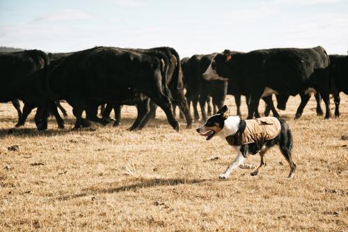 Show full view: Carhartt Chore Insulated Dog Coat, Brown, Small slide 7 of 10