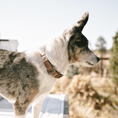 Carhartt Journeyman Dog Collar