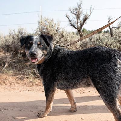 Show full view: Carhartt Journeyman Dog Leash, Brown, Small slide 8 of 9