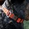 Show in main carousel: Carhartt Tradesman Dog Collar, Hunter Orange, Medium slide 4 of 8