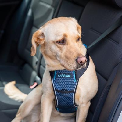 Show full view: CarSafe Crash Tested Back Clip Dog Harness, Blue, Large slide 4 of 7