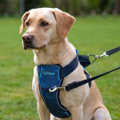 Show full view: CarSafe Crash Tested Back Clip Dog Harness, Blue, Large slide 5 of 7