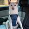 Show in main carousel: CarSafe Crash Tested Back Clip Dog Harness, Blue, Medium slide 4 of 7