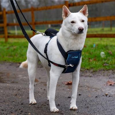 Show full view: CarSafe Crash Tested Back Clip Dog Harness, Blue, Medium slide 5 of 7