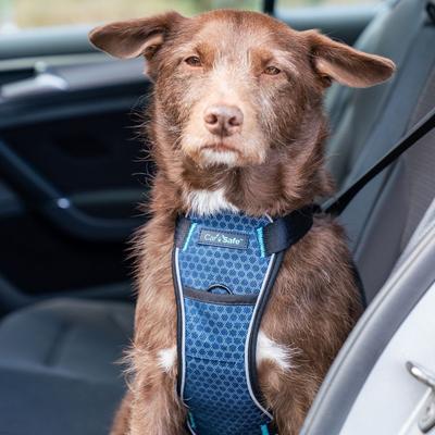 Show full view: CarSafe Crash Tested Back Clip Dog Harness, Blue, Small slide 5 of 8