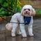 Show in main carousel: CarSafe Crash Tested Back Clip Dog Harness, Blue, X-Small slide 6 of 8