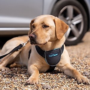 CarSafe Travel Dog Harness, Blue, Large