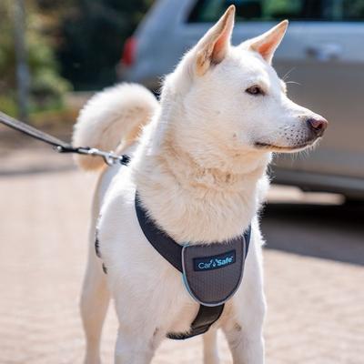 Show full view: CarSafe Travel Dog Harness, Blue, Medium slide 5 of 6
