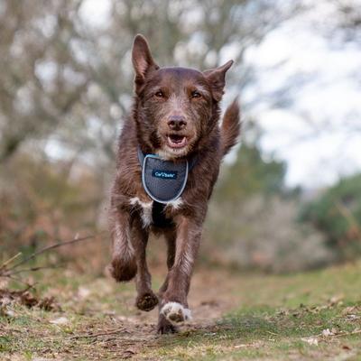 Show full view: CarSafe Travel Dog Harness, Blue, Small slide 5 of 6