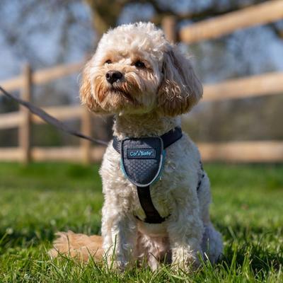 Show full view: CarSafe Travel Dog Harness, Blue, X-Small slide 5 of 6