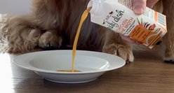 Caru Daily Dish Beef Broth Human-Grade Dog & Cat Wet Food Topper, 1.1-lb bottle slide 2 of 8