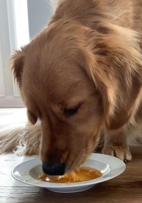 Show full view: Caru Daily Dish Chicken Broth Human-Grade Dog & Cat Wet Food Topper, 1.1-lb bottle slide 4 of 9