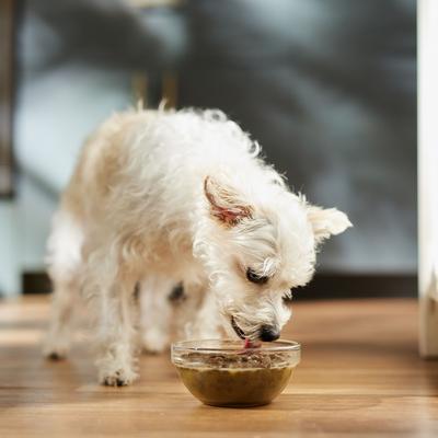 Show full view: Caru Daily Dish Pumpkin Broth Human-Grade Dog & Cat Wet Food Topper, 1.1-lb bottle slide 5 of 10