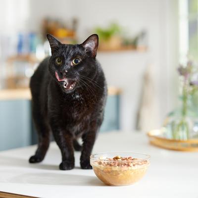 Show full view: Caru Daily Dish Pumpkin Broth Human-Grade Dog & Cat Wet Food Topper, 1.1-lb bottle slide 6 of 10