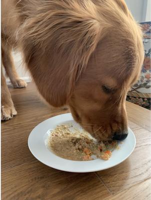 Show full view: Caru Daily Dish Turkey with Lamb Stew Grain-Free Wet Dog Food, 12-oz, case of 12 slide 5 of 10