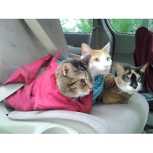 Cat-in-the-bag E-Z-Zip Cat Carrier Bag, Cobalt, Large