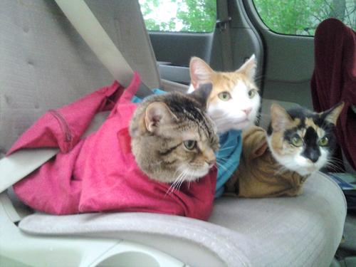 Show full view: Cat-in-the-bag E-Z-Zip Cat Carrier Bag, Cobalt, X-Large slide 6 of 12