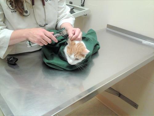 Show full view: Cat-in-the-bag E-Z-Zip Cat Carrier Bag, Light Blue, Small slide 7 of 12