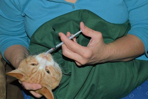 Show full view: Cat-in-the-bag E-Z-Zip Cat Carrier Bag, Light Blue, Small slide 8 of 12