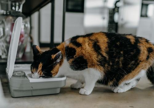 Show full view: Cat Mate C200 2-Bowl Automatic Dog & Cat Feeder, 4-cup slide 5 of 9