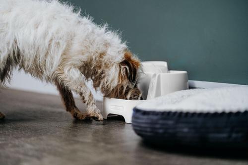 Show full view: Cat Mate Plastic Cat Fountain, 67.6-oz slide 7 of 11