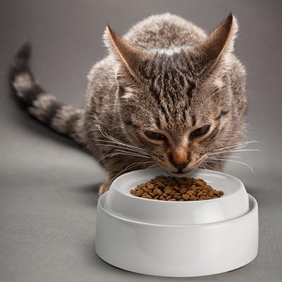 Show full view: CatGuru Dog & Cat Food Bowls, 2 count slide 7 of 9