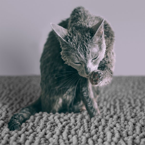 Show full view: CatGuru Litter Mat, Gray, Medium slide 5 of 8