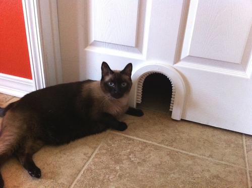 Show full view: Cathole Cat Door with Brush slide 2 of 11