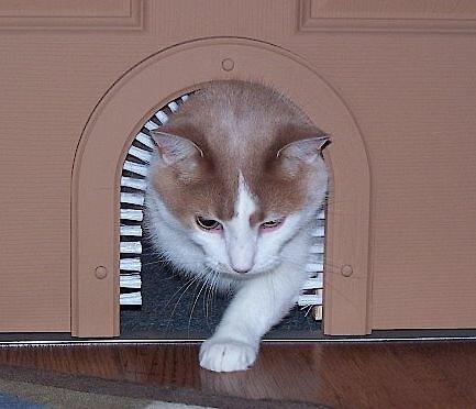 Show full view: Cathole Cat Door with Brush slide 3 of 11