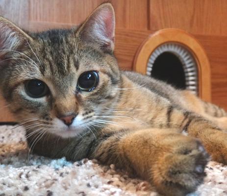 Show full view: Cathole Cat Door with Brush slide 4 of 11