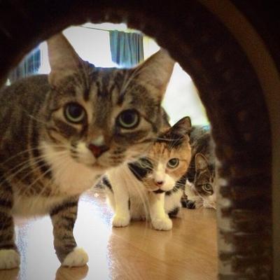 Show full view: Cathole Cat Door with Brush slide 5 of 11