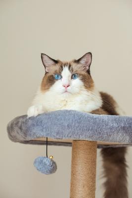 Show full view: Catry 42.1-in Oak 7-Level Cat Tree with Jute Scratching Posts & Cozy Hammock slide 5 of 9