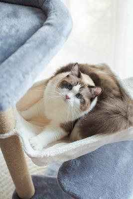 Show full view: Catry 42.1-in Oak 7-Level Cat Tree with Jute Scratching Posts & Cozy Hammock slide 6 of 9