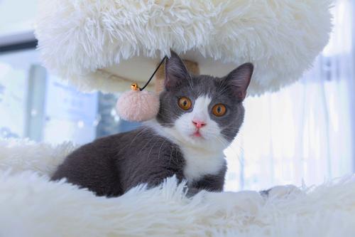 Show full view: Catry 75-in Scratching Posts Condo Cat Tree, Beige slide 9 of 10