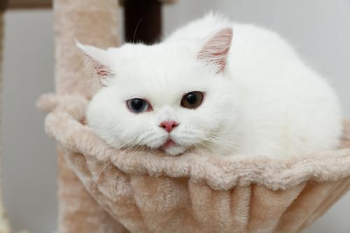 Show full view: Catry interactive 7-Level Cat Tree with Condo, Scratching Posts, & Toys, 63-in H, Beige slide 3 of 8