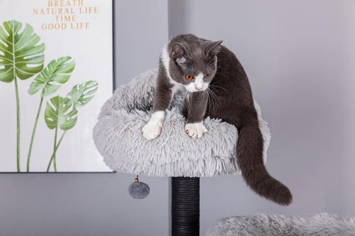 Show full view: Catry interactive 7-Level Cat Tree with Condo, Scratching Posts, & Toys, 63-in H, Grey slide 5 of 10