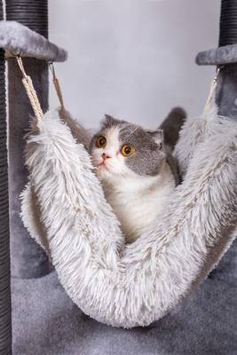 Show full view: Catry interactive 7-Level Cat Tree with Condo, Scratching Posts, & Toys, 63-in H, Grey slide 7 of 10