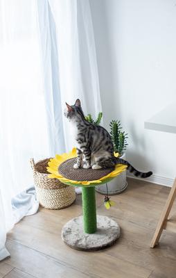 Show full view: Catry Sunflower 23.2-in Sisal Cat Scratching Post with Toy slide 5 of 10